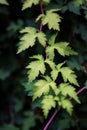 Cutleaf stefanandra, lace shrub in the summer Royalty Free Stock Photo