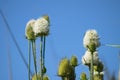 Cutleaf teasel in bloom closeup view with blue sky on background