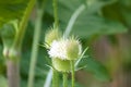 Cutleaf teasel closeup view with blurred green plants on background Royalty Free Stock Photo
