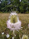 Cutleaf teasel flower , Dipsacus laciniatus