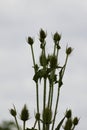 Cutleaf teasel green seeds closeup view with selective focus on foreground Royalty Free Stock Photo