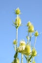 Cutleaf Teasel has unique white flowering schedule