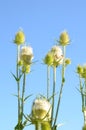 Cutleaf Teasel has unique white flowering schedule