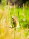 Cutleaf teasel plant