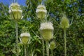 Cutleaf Teasel Plant Lat - Dipsacus laciniatus
