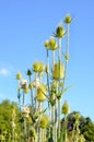 Cutleaf Teasel plant stalks stand straight and tall