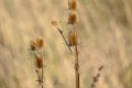 Cutleaf teasel seeds closeup view with selective focus on foreground Royalty Free Stock Photo