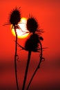 Cutleaf teasel with sun at sunset Royalty Free Stock Photo