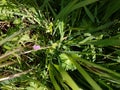 Cutleaved Cranesbill - Geraneum dissectum Royalty Free Stock Photo