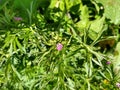 Cutleaved Cranesbill - Geraneum dissectum Royalty Free Stock Photo