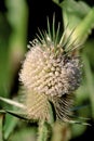 Cutleaved Teasel   22140 Royalty Free Stock Photo