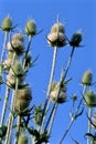 Cutleaved Teasel   22133 Royalty Free Stock Photo