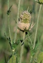 Cutleaved Teasel   22135 Royalty Free Stock Photo