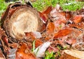 Cutoff of palm tree trunk