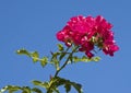 Cutout Effect of Pink Roses against a Blue Sky