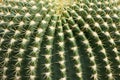 Cutout of a globular cactus with ribs meeting concentric on the top of the plant. There are areoles on the ribs.