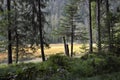 Cutout of the GroÃ¯Â¿Â½er Arbersee with quagmire in the Bavarian Forest Royalty Free Stock Photo