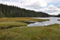 Cutout of the Grosser Arbersee with quagmire in the Bavarian Forest Royalty Free Stock Photo