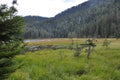 GroÃÅ¸sser Arbersee with quagmire in the Bavarian Forest