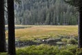 Cutout of the GroÃ¯Â¿Â½er Arbersee with quagmire in the Bavarian Forest