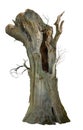 Cutout hollow tree. Ancient tree trunk Royalty Free Stock Photo