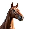 Cutout of a horses face isolated on a white background Royalty Free Stock Photo