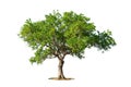 Cutout isolated tree for use as a raw material for editing work. Royalty Free Stock Photo