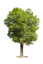 Cutout isolated tree for use as a raw material for editing work. Royalty Free Stock Photo