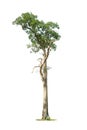 Cutout isolated tree for use as a raw material for editing work Royalty Free Stock Photo