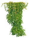 Cutout ivy with lush green foliage Royalty Free Stock Photo