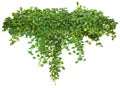 Cutout ivy with lush green foliage Royalty Free Stock Photo