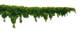 Cutout ivy with lush green foliage Royalty Free Stock Photo