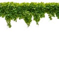 Cutout ivy with lush green foliage Royalty Free Stock Photo