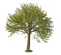 Cutout Linden tree with green leaves in spring, isolated on white background Royalty Free Stock Photo