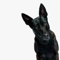 cutout picture of adorable dutch shepherd dog looking forward