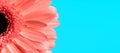 cutout picture of pink gerbera daisy flower petals Royalty Free Stock Photo