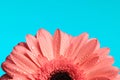 cutout picture of pink gerbera daisy flower with waterdroplets and essential oils Royalty Free Stock Photo
