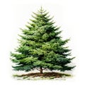 Cutout pine tree. Fir isolated on white background. High quality clipping mask for professional composition. Royalty Free Stock Photo