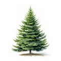 Cutout pine tree. Fir isolated on white background. High quality clipping mask for professional composition. Royalty Free Stock Photo