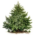 Cutout pine tree. Fir isolated on white background. High quality clipping mask for professional composition. Royalty Free Stock Photo