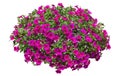 Cutout pink flowers. Petunia