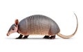 Profile object shot of an armadillo isolated on a white background.
