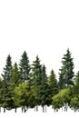 Cutout tree line. A row of green trees and shrubs in summer on a white background Royalty Free Stock Photo