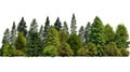 Cutout tree line. A row of green trees and shrubs in summer on a white background Royalty Free Stock Photo