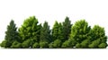 Cutout tree line A row of green trees and shrubs in summer on a white background
