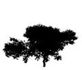 Black silhouette of deciduous tree icon isolated on white background. Royalty Free Stock Photo