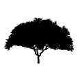 Black silhouette of deciduous tree icon isolated on white background. Royalty Free Stock Photo