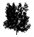 Black silhouette of deciduous tree icon isolated on white background. Royalty Free Stock Photo