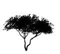 Black silhouette of deciduous tree icon isolated on white background. Royalty Free Stock Photo