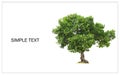 Cutout tree for use as a raw material for editing work with copy space for text. Isolated deciduous tree on a white background